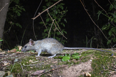 Black Rat photo 3