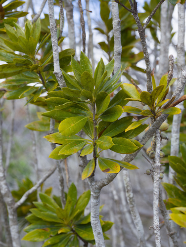 Pittosporum hosmeri observed 2026-02-13
