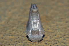 Niphopyralis