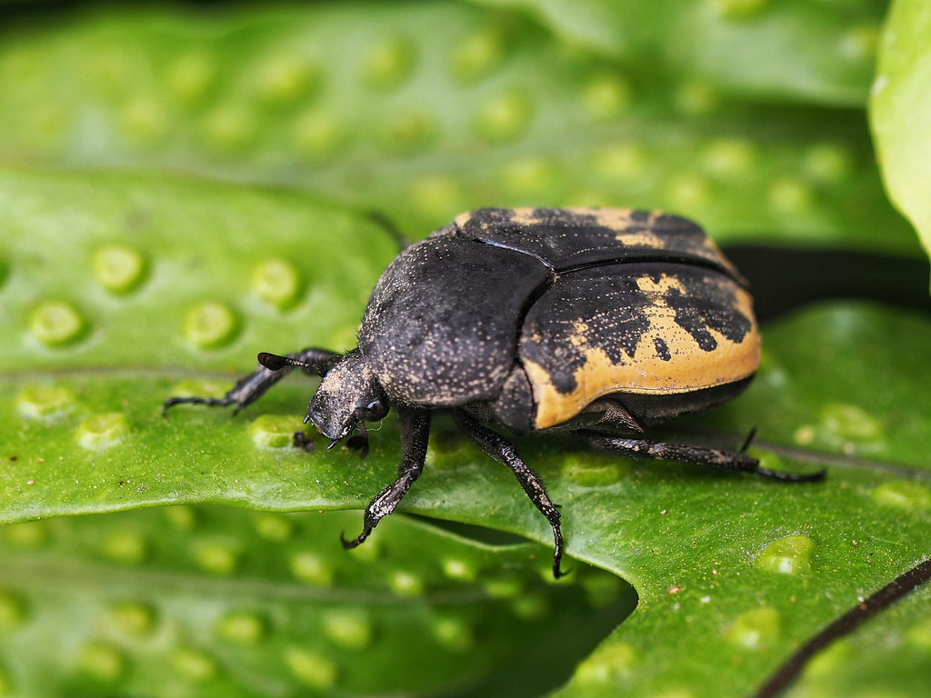 Gymnetis merops