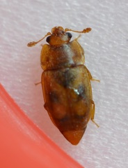 Epuraea
