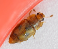 Epuraea