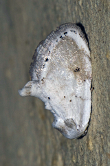 Niphopyralis