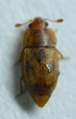 Epuraea
