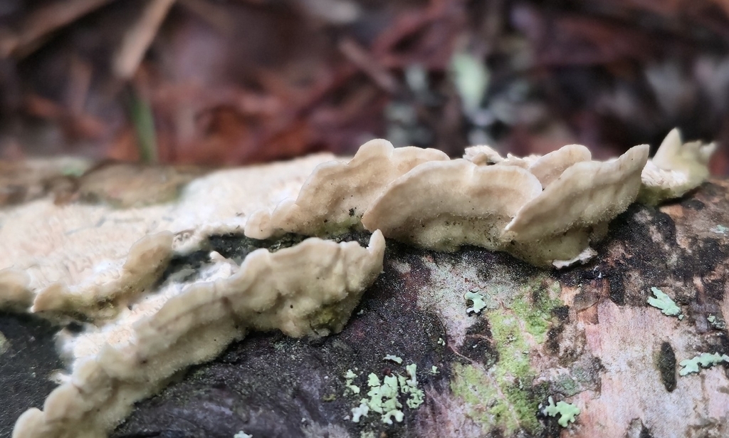 Irpex lacteus · February 2026 · photo: © leannestacy (iNaturalist, cc0)