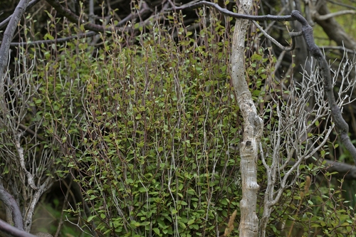 Fragrant tree daisy (Olearia fragrantissima)