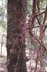 Sorindeia madagascariensis