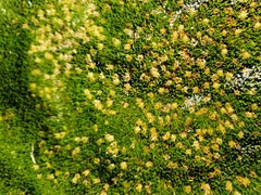 Colobanthus subulatus