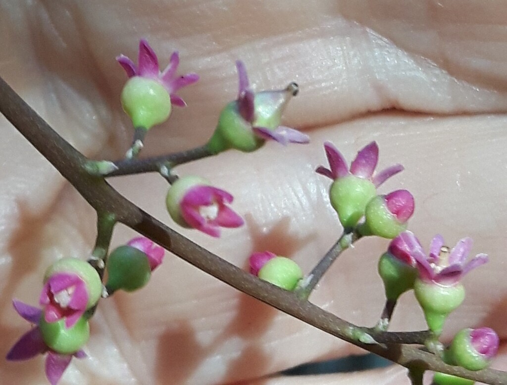 Sorindeia madagascariensis; photograph (c) Peter L Achuff, some rights reserved (CC BY)