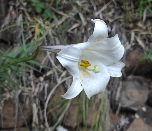 Formosa lily