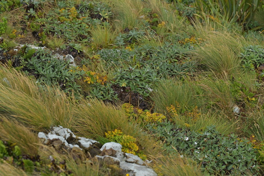 Celmisia lindsayi; photograph (c) Christopher Stephens, some rights reserved (CC BY-SA)