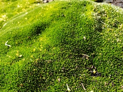 Colobanthus subulatus