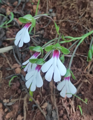 Cynorkis angustipetala