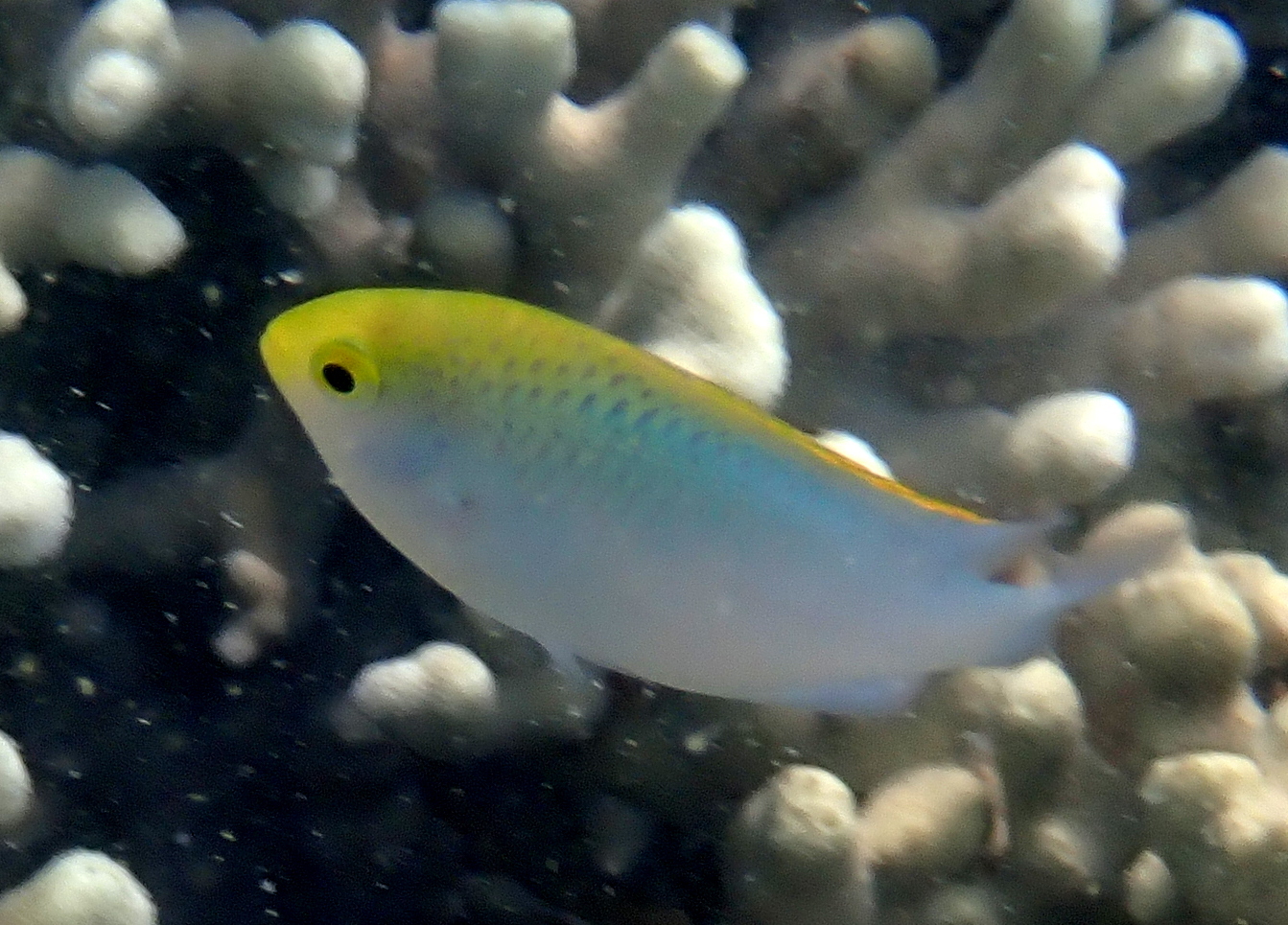 Goldhead Damselfish photo 6