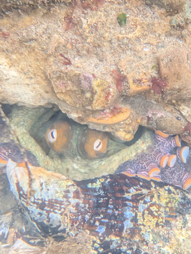 Lesser Two-spot Octopus from Isla Vista, CA, USA on February 14, 2026 ...