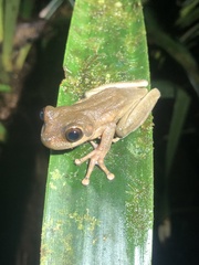Osteocephalus verruciger