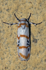 Cyana quadrinotata