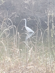 Ardea alba