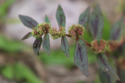 Euphorbia hirta