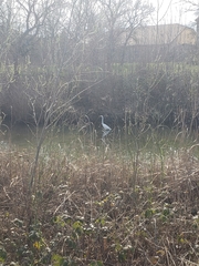 Ardea alba