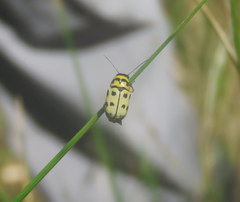 Metallactus pollens