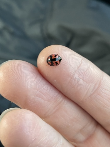 Six-spotted Zigzag Ladybird