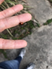 Harmonia axyridis