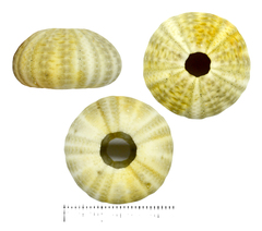 Temnopleurus toreumaticus