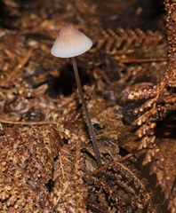 Mycena austrofilopes