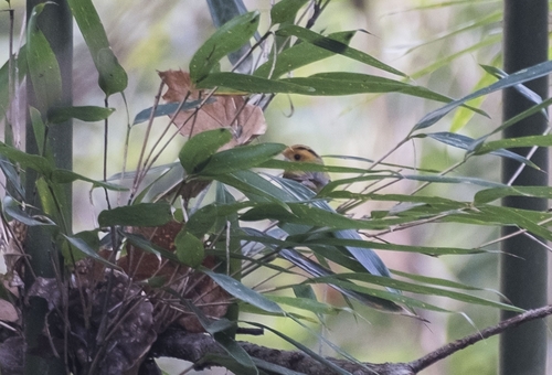Rufous-faced Warbler