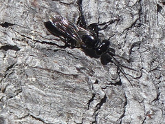 Tachysphex nigerrimus