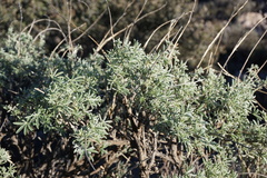 Lupinus albifrons