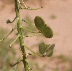 Dimorphocarpa pinnatifida