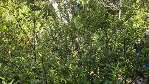 Veronica leiophylla, photograph 4