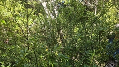 Veronica leiophylla, photograph author not stated, no rights reserved