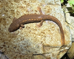 Spotless Stout Newt photo 2