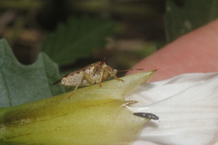 Podisus sagitta