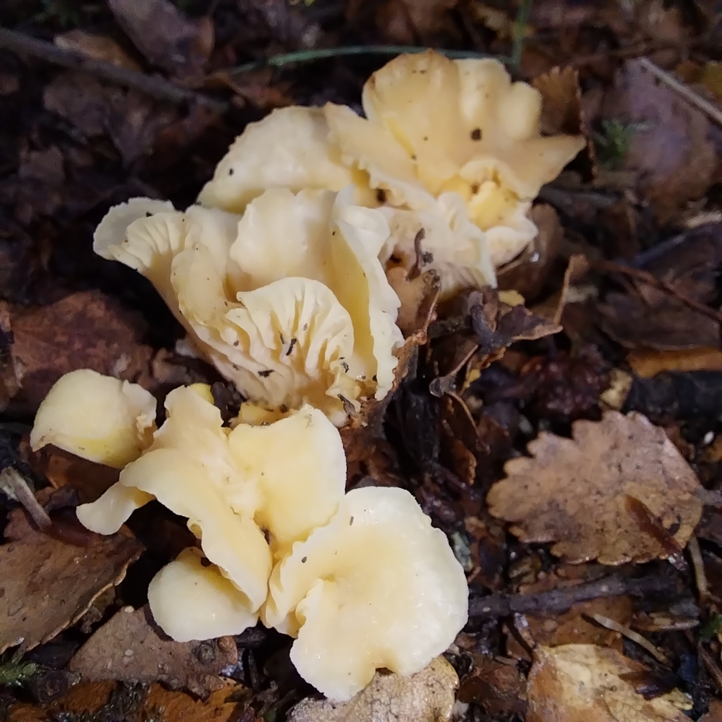 Cantharellus wellingtonensis · February 2026 · photo: © kiwialli (iNaturalist, cc-by)