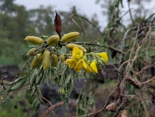 Caracas Rattlebox (Crotalaria micans)