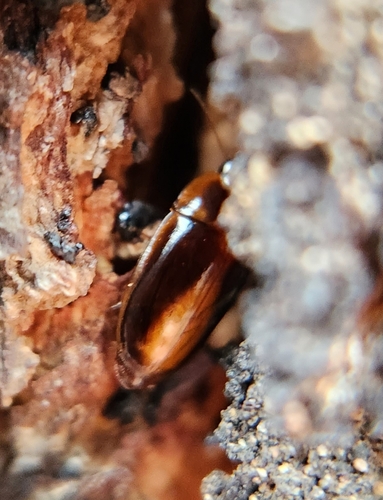 Sphallomorpha observed 2026-02-14