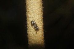 Cephalotes multispinosus