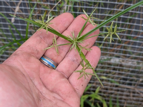 Roadside Flatsedge (Cyperus sphacelatus)