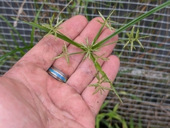 Cyperus sphacelatus, photograph author not stated, no rights reserved