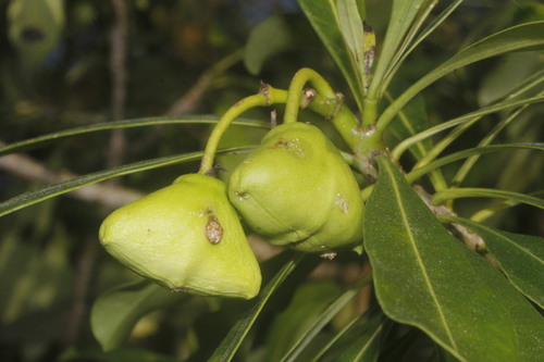 Image of Cascabela Gaumeri (Cascabela gaumeri) by (c) Juan Cruzado Cortés, some rights reserved (CC BY-SA)
