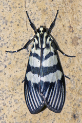 Heortia vitessoides