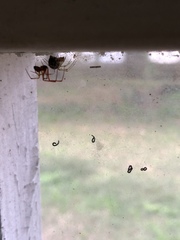 Theridiidae