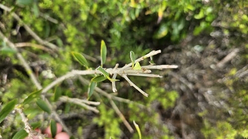 Melicytus obovatus, photograph 3