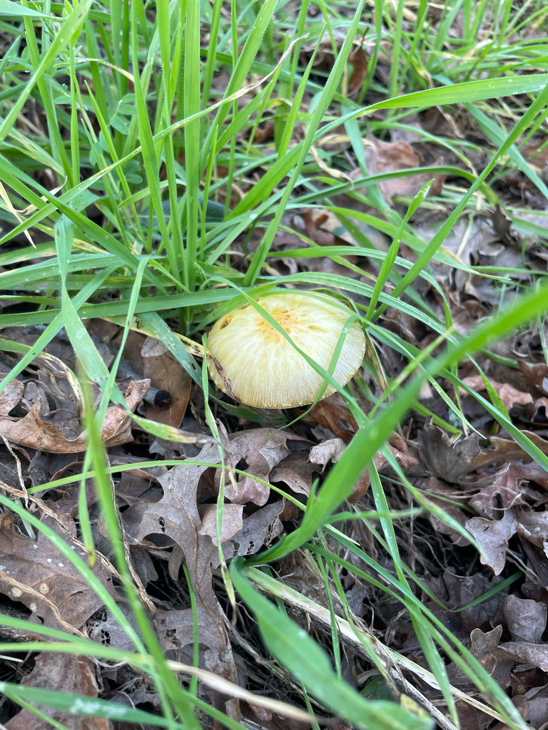 Bolbitius titubans · January 2026 · photo: © antrozousamelia (iNaturalist, cc-by)