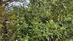Melicytus obovatus, photograph author not stated, no rights reserved