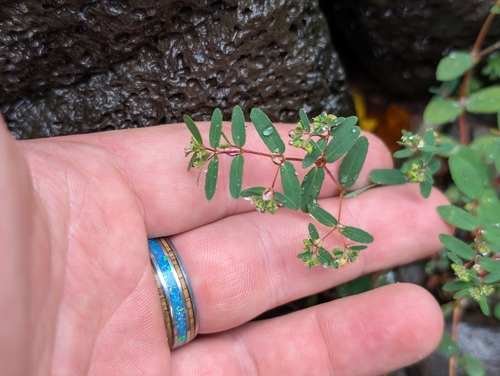Euphorbia hyssopifolia (Euphorbia hyssopifolia)